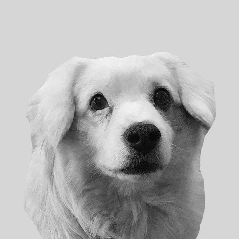 Black and white portrait photo of a white dog